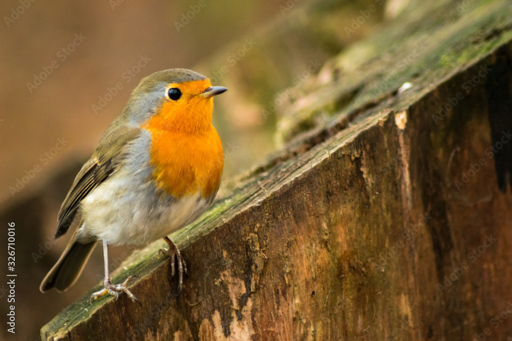Fototapeta premium Robin bird sitting on branch wildlife