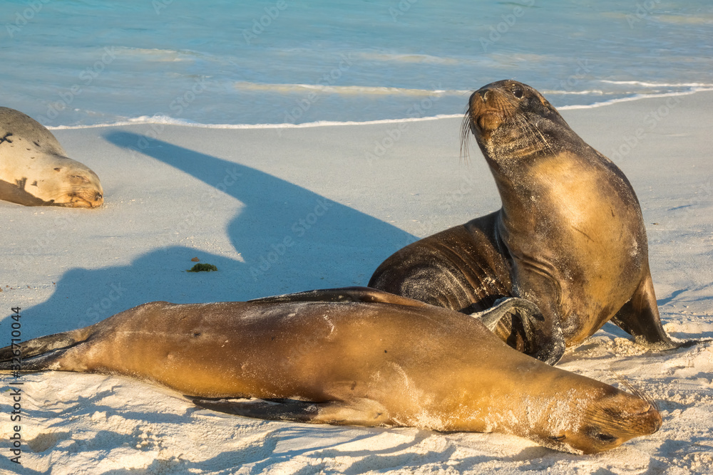 Fototapeta premium Large sea lion groups resting on a sandy beach on Espanola Island, Galapagos Islands, Ecuador