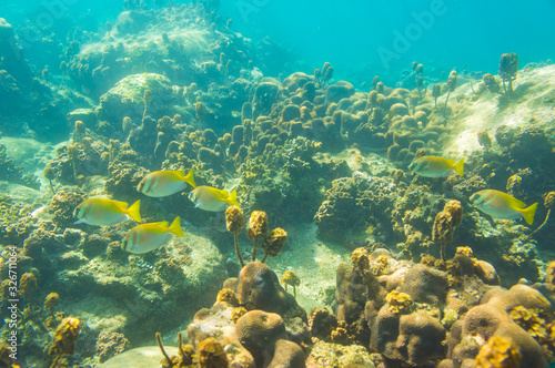 Fototapeta Naklejka Na Ścianę i Meble -  Fish swim under water with coral reef sea turquoise water