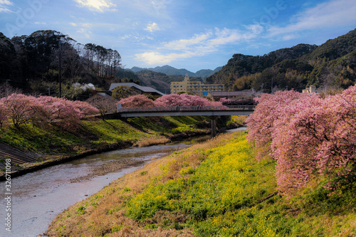 Spring Cherry Blossom Sakura along the Aono River in Minamiizu a town located at the southern tip of Izu Peninsula in Kamo District, Shizuoka Prefecture, Japan. photo