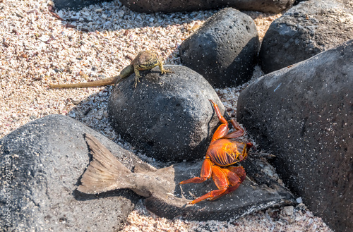 Sally foot crab eating a fish and a lava lizard chasing insects on Espanola Island, Galapagos Islands, Ecuador