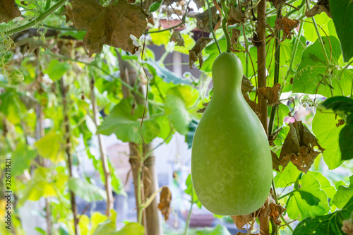 The calabash, bottle gourd, or white-flowered gourd (Lagenaria siceraria) hanging on the vine in the garden. photo