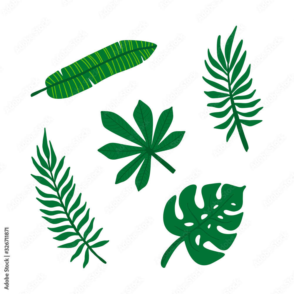 Set of tropical leaves. Jungle foliage. Green palm leaves on the white background.Tropical vector set