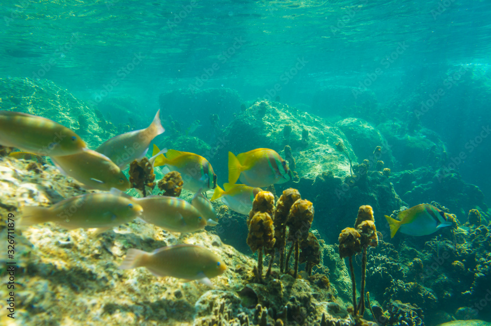 Obraz premium Fish swim under water with coral reef sea turquoise water