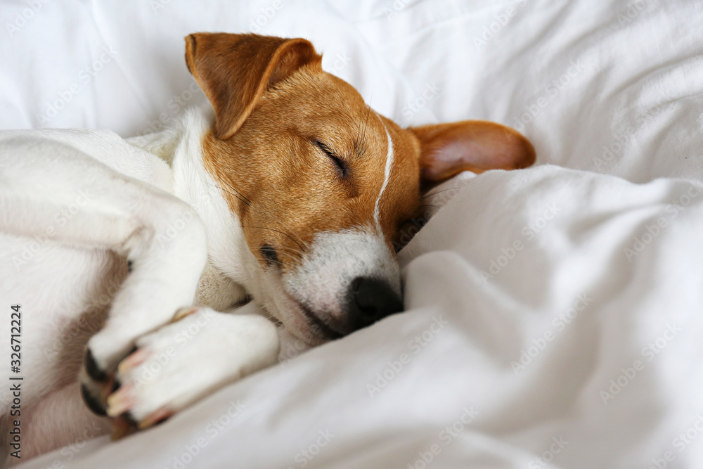 Cute Jack Russel terrier puppy with big ears sleeping on a bed with white linens. Small adorable doggy with funny fur stains lying in adorable positions. Close up, copy space, background. Cute Jack Russel terrier puppy with big ears sleeping on a bed with white linens. Small adorable doggy with funny fur stains lying in adorable positions. Close up, copy space, background.