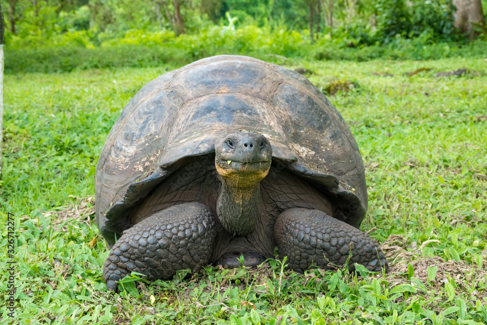 Giant tortoise, Santa Cruz Island Highlands, Galapagos Islands, Ecuador Giant tortoise, Santa Cruz Island Highlands, Galapagos Islands, Ecuador