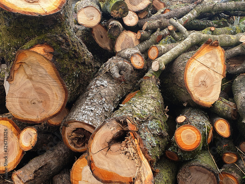 Freshly cut pile of sawn tree logs