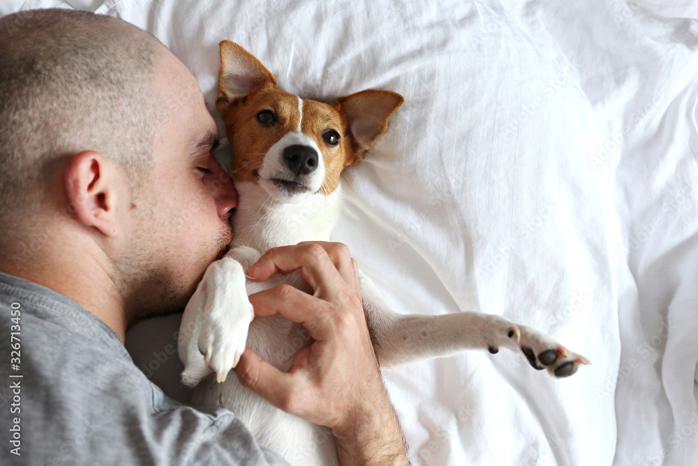 Emotional support animal concept. Portrait of man sleeping with jack russell terrier dog in bed