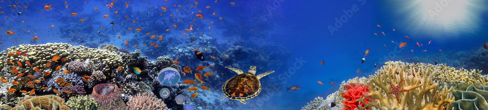 Underwater panorama with turtle - obrazy, fototapety, plakaty 