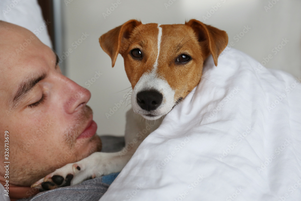 Emotional support animal concept. Portrait of man sleeping with jack russell terrier dog in bed. Adult male and his pet lying together on white linens. Close up, copy space, background.