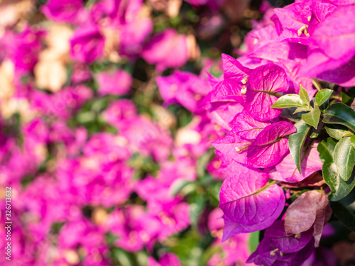 Close up of a floral background made with the Bougainvillea plant. Useful as a floral background.