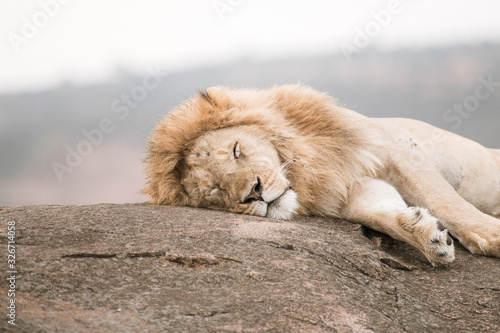 lazy lion on th rock in safari
