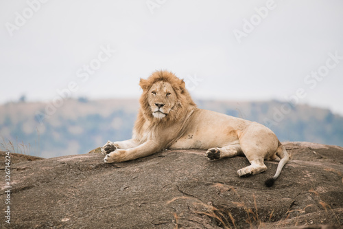 lazy lion on th rock in safari