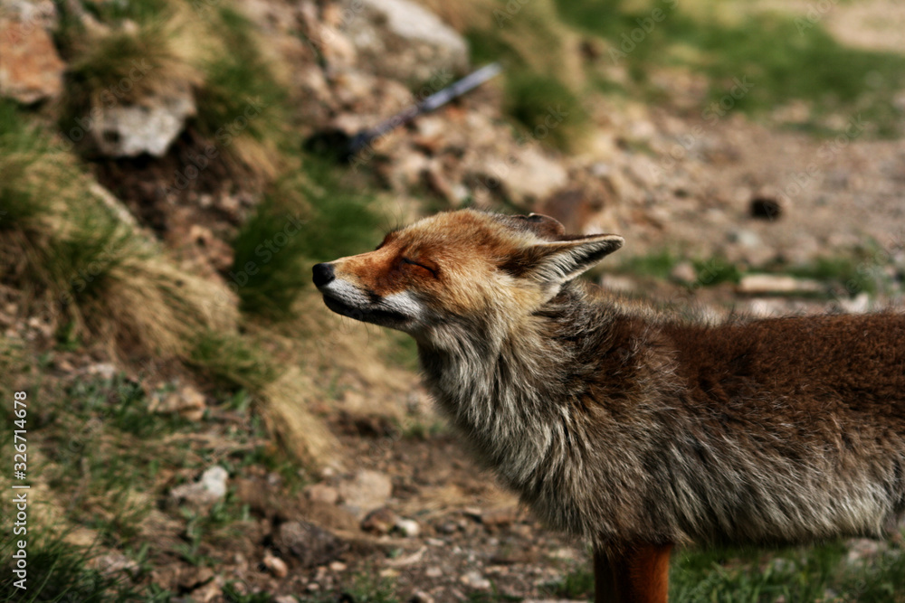 Fototapeta premium Portrait of fox with closed eyes