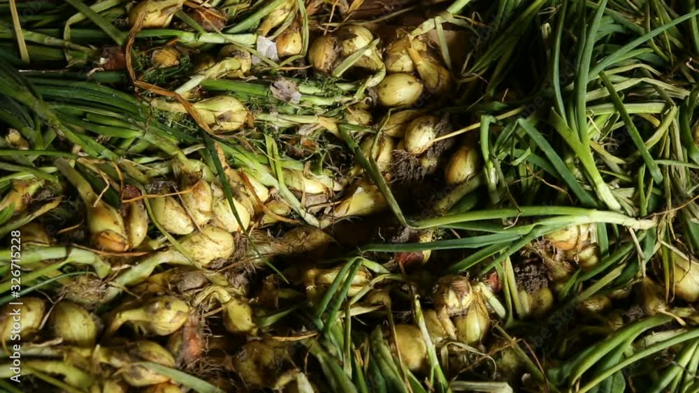 Pile of onion in closeup Pile of onion in closeup