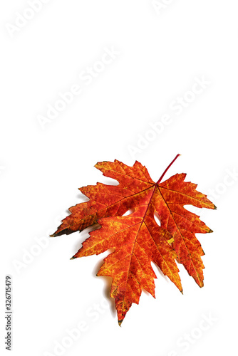 red autumn maple leaf on white