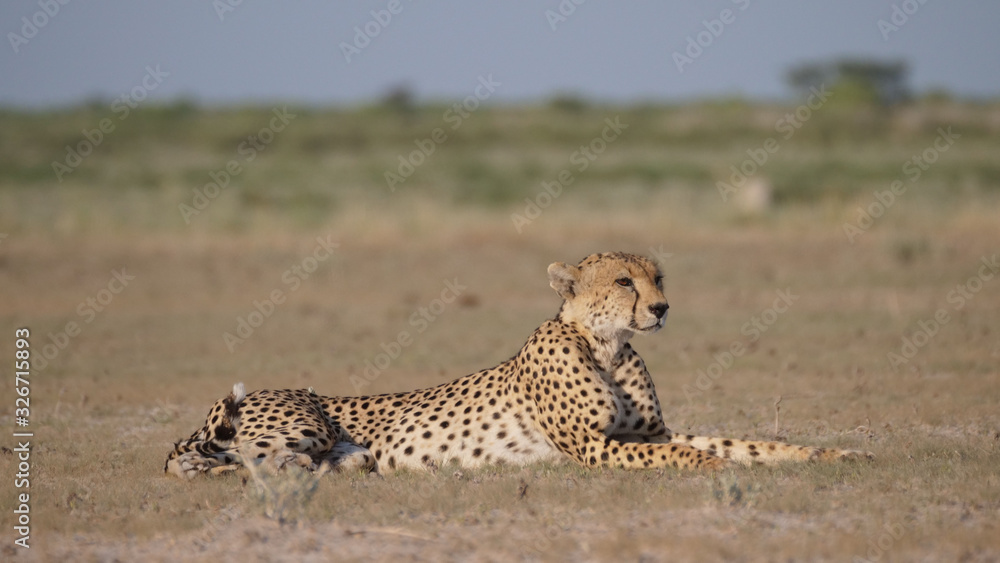 Cheetah resting on the savanna Cheetah resting on the savanna
