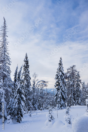 tall fir trees against a blue sky with light clouds, mountains in the distance