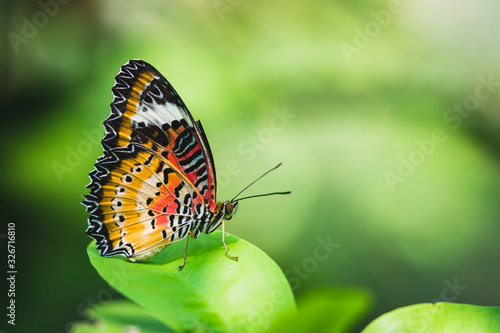 Closeup Thai butterfly on white flower with greenery background