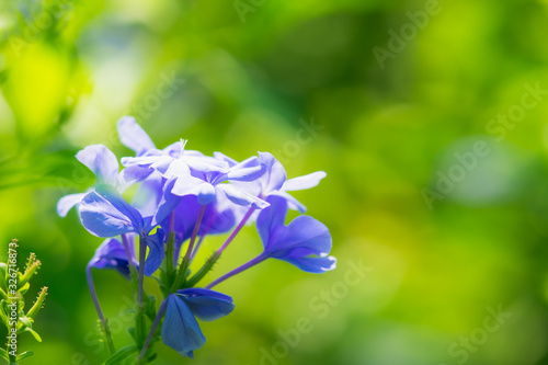 Closeup nature blue Verbena flower in garden using as background concept