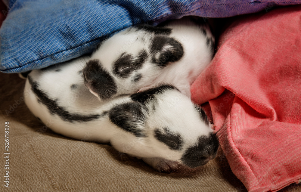 cute rabbits babies sleaping in a bed cute rabbits babies sleaping in a bed