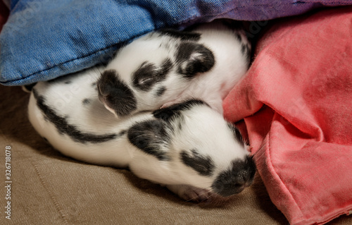 cute rabbits babies sleaping in a bed