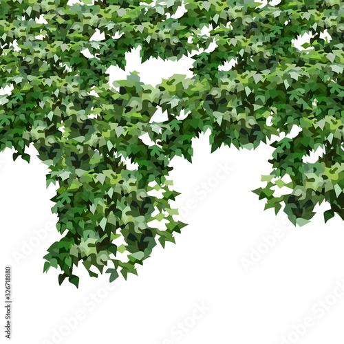 White background with dense hanging green foliage