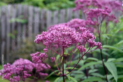 Eupatorium blooms in the garden photo