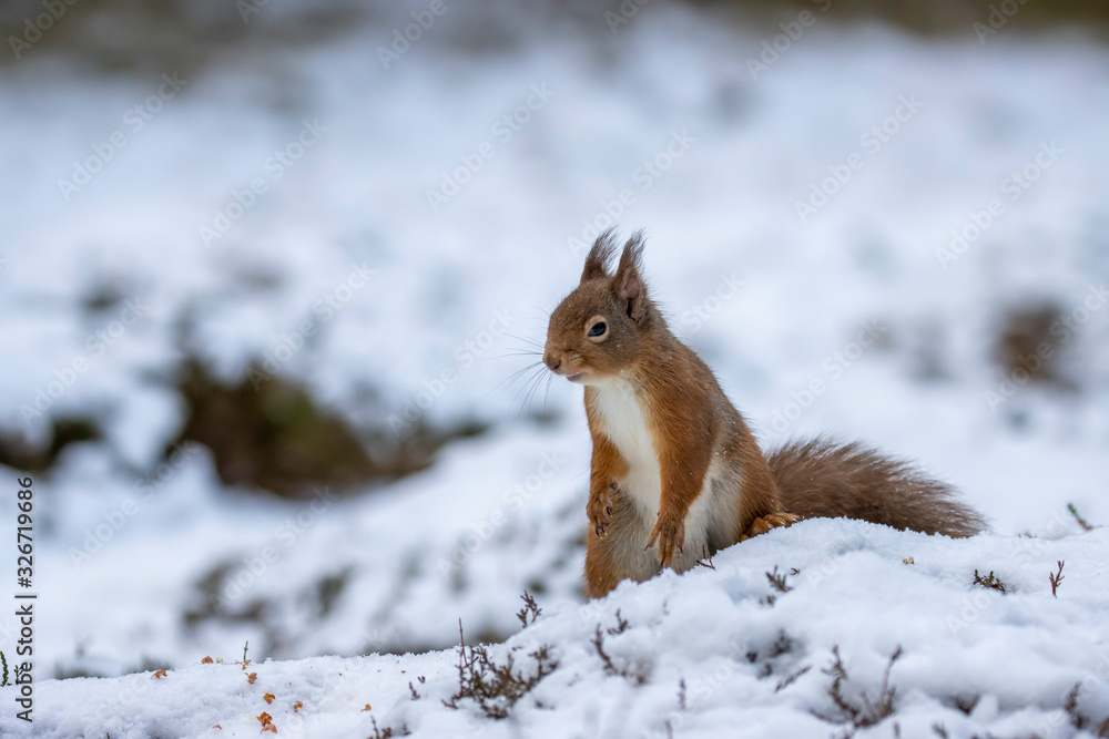red squirrel, Sciurus vulgaris, close up portrait while surrounded by snow, looking/eating during a cold day in march in the cairngorms national park, Scotland. red squirrel, Sciurus vulgaris, close up portrait while surrounded by snow, looking/eating during a cold day in march in the cairngorms national park, Scotland.