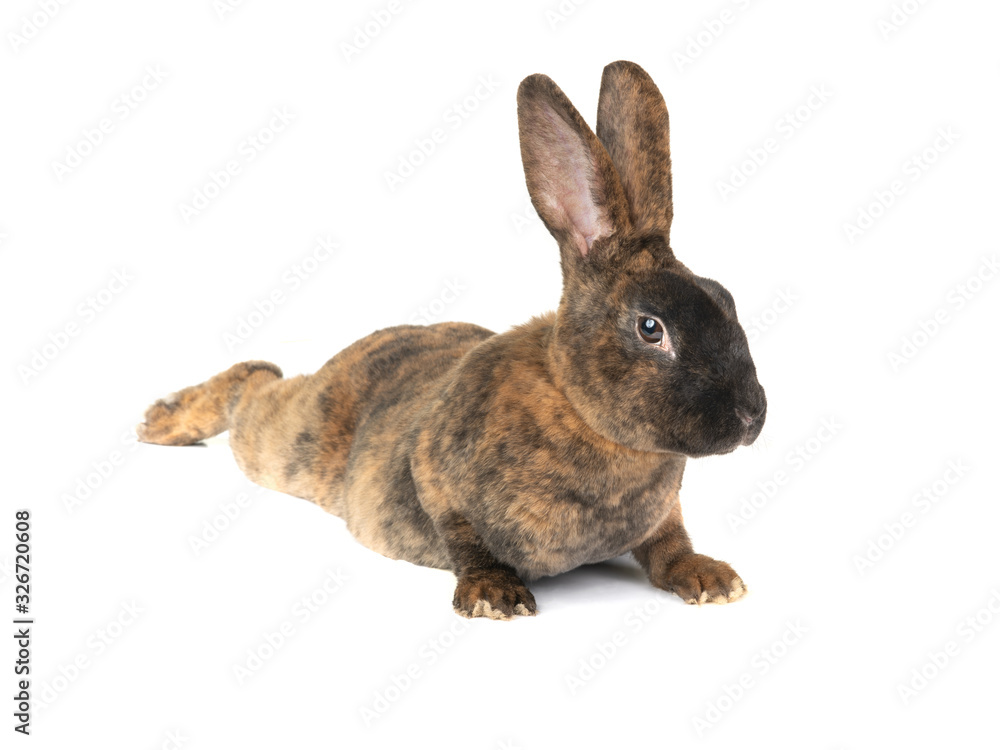 Obraz premium rabbit lies on a white isolate on the background