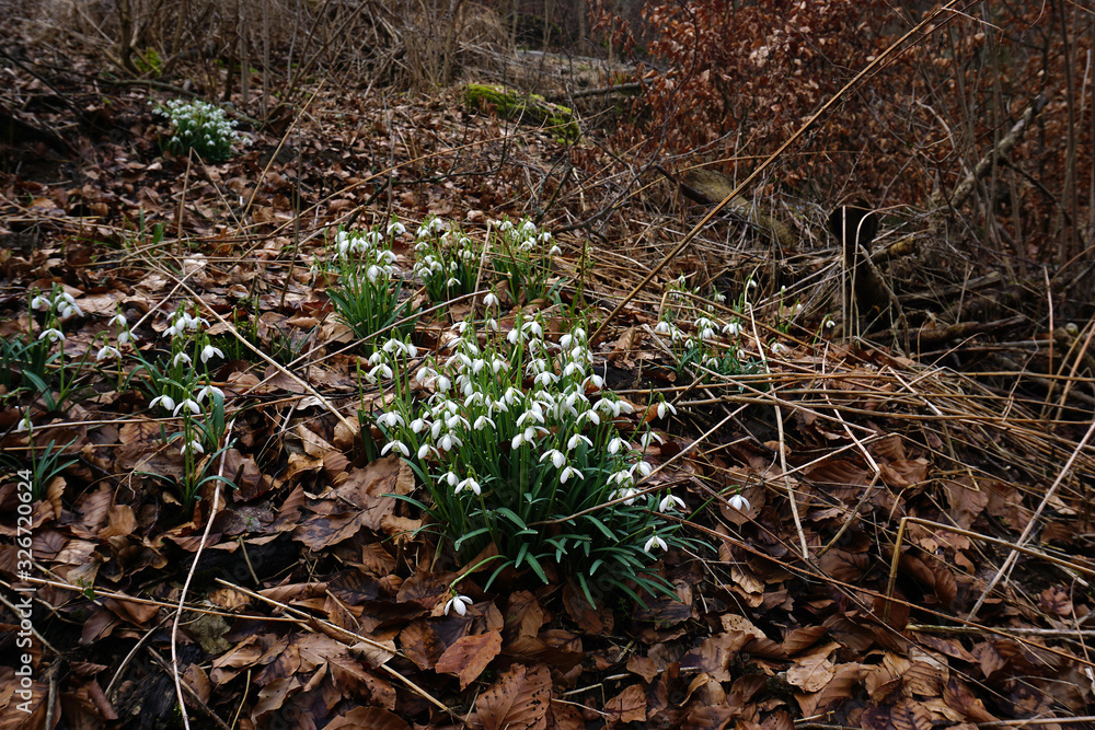 Schneeglöckchen im Laubwald, Galanthus, snowdrop Schneeglöckchen im Laubwald, Galanthus, snowdrop