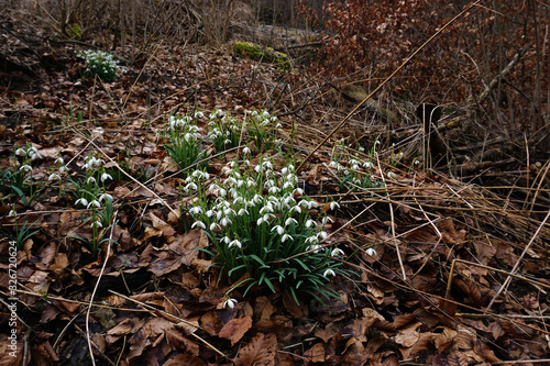 Schneeglöckchen im Laubwald, Galanthus, snowdrop