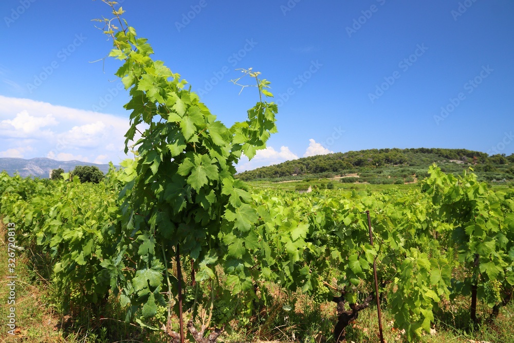 Croatia vineyard summer