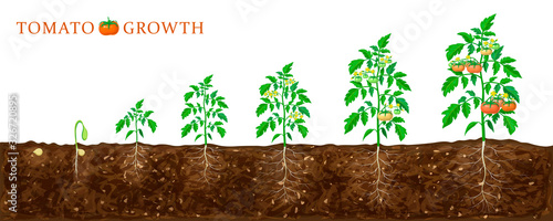 tomato plant growth stages from seed to flowering and ripening. illustration of tomato feld and life cycle of healthy tomatoes plants with underground roots system isolated on white. organic gardening