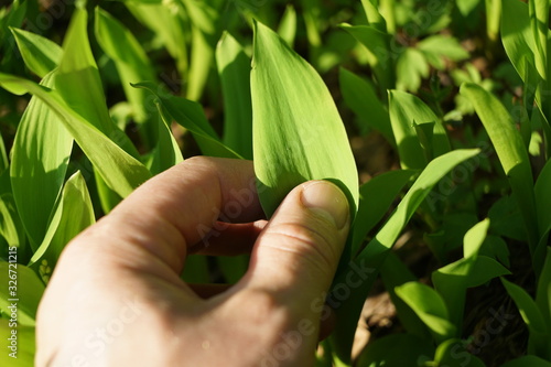 Hand holding lilly of the valley plant. photo