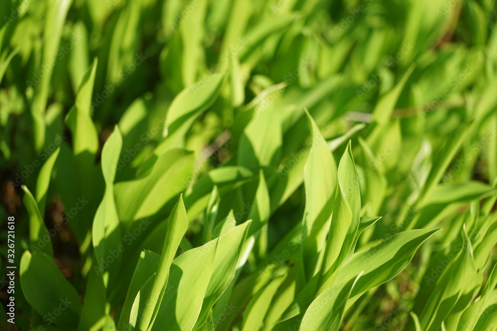 Convallaria majalis (lily of the valley) foliage background. Convallaria majalis (lily of the valley) foliage background.