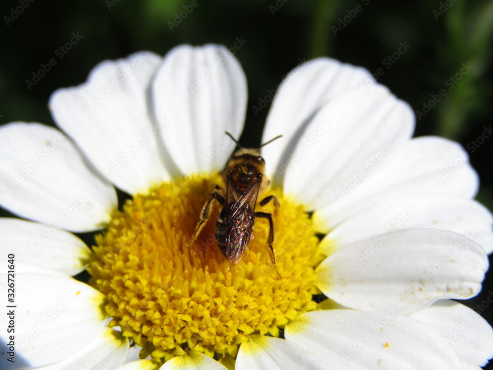 Bee polinating a camomile flower Bee polinating a camomile flower
