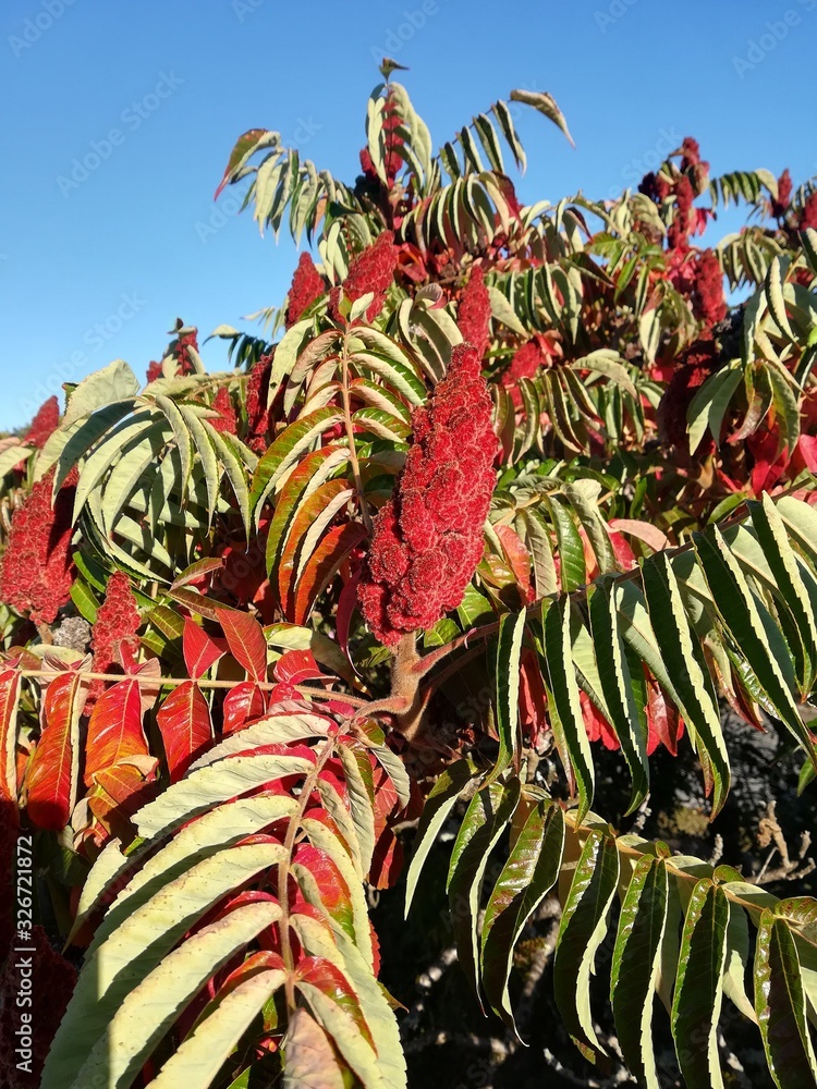 Obraz premium Petite nature : Rhus typhina L.