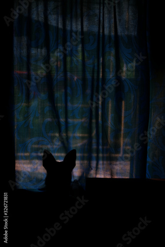 Spooky picture of a dog looking outside through a blue window curtain. Halloween pictures.