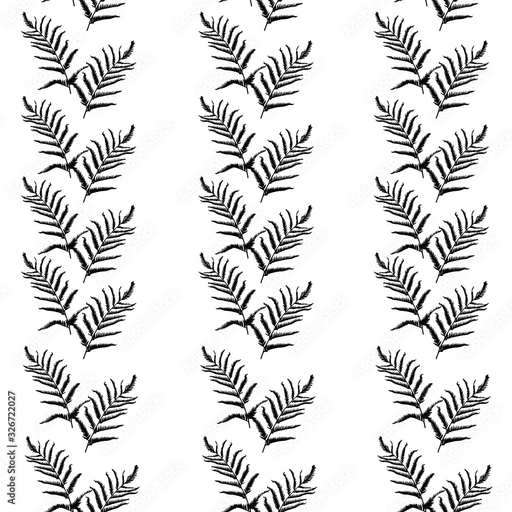 Botanical graphic pattern of black fern leaves on white background. Tropical striped fern grass herb seamless fabric background.