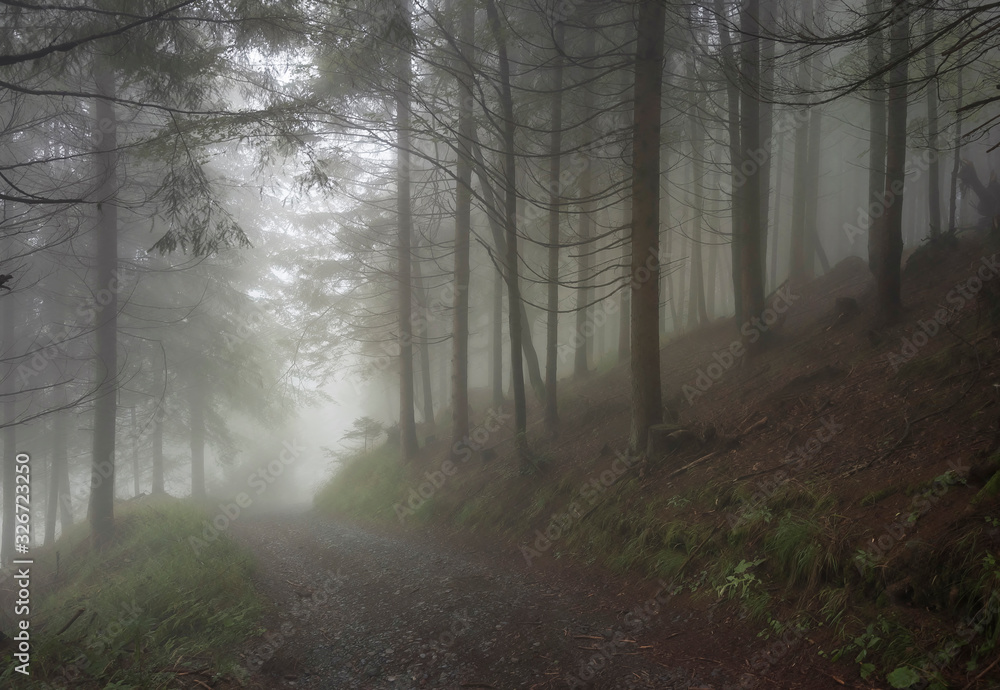 Naklejka premium Las we mgle