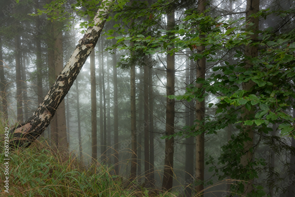 Obraz premium Wald im Nebel