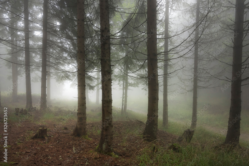 Wald im Nebel Wald im Nebel