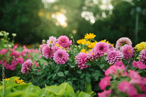 Beautiful flower garden with blooming asters and different flowers in sunlight