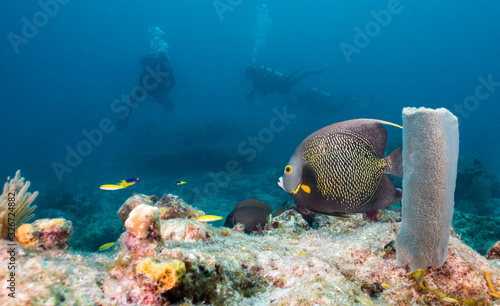 Scuba Diving Coral Reef