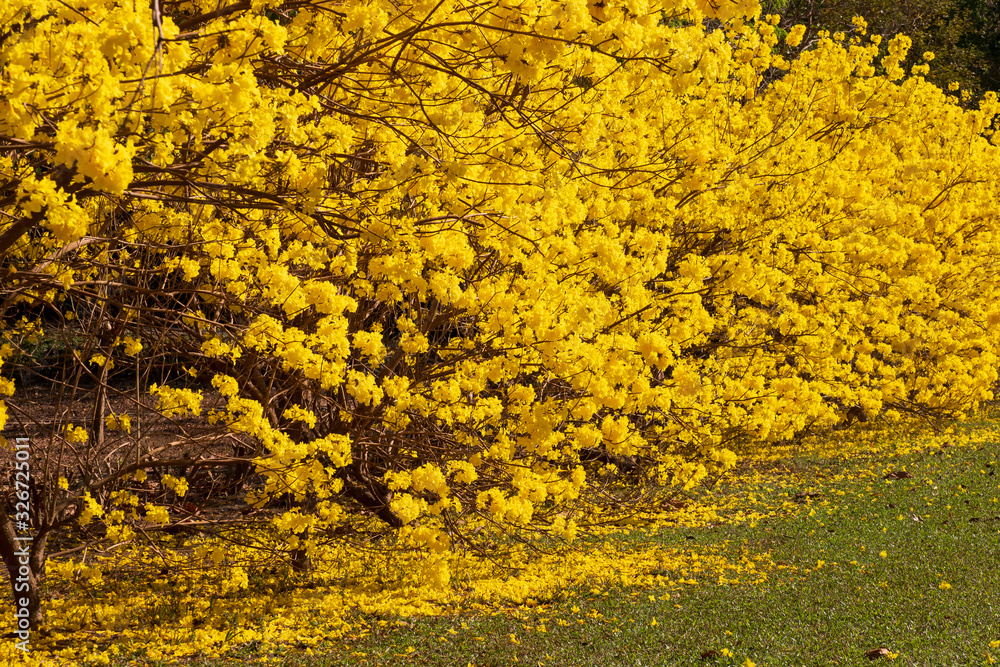 Beauty of nature yellow flower tree for background Beauty of nature yellow flower tree for background