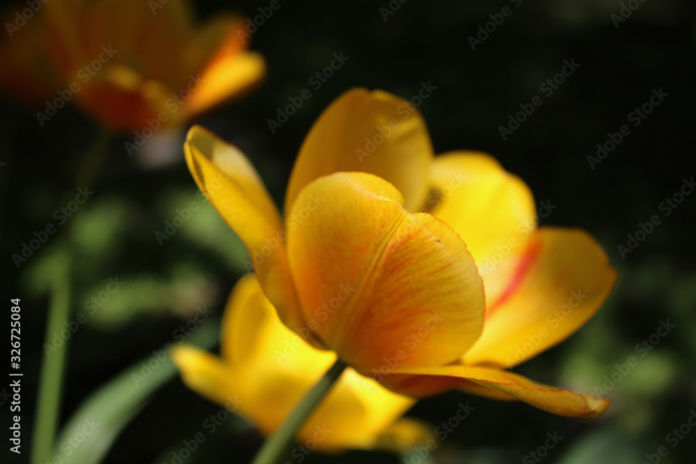 Fototapeta premium Close-up of spring yellow tulip flower on green background