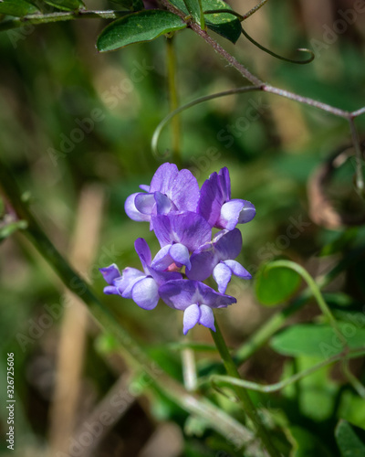 Slender Vetch along the Shadow Creek Ranch Nature Trail in Pearland 