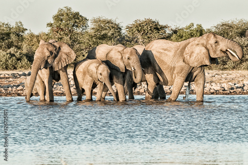 elephant drinking at a waterhole in Etosha National Park