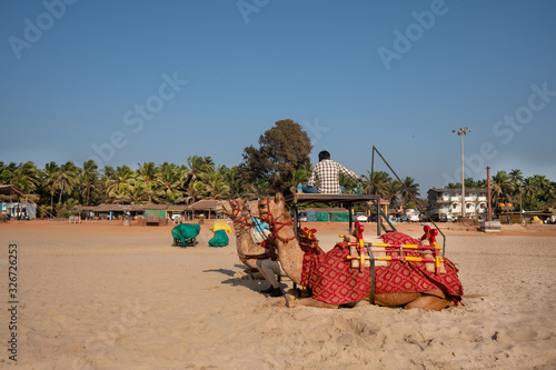 Camels for walking n beach at South India